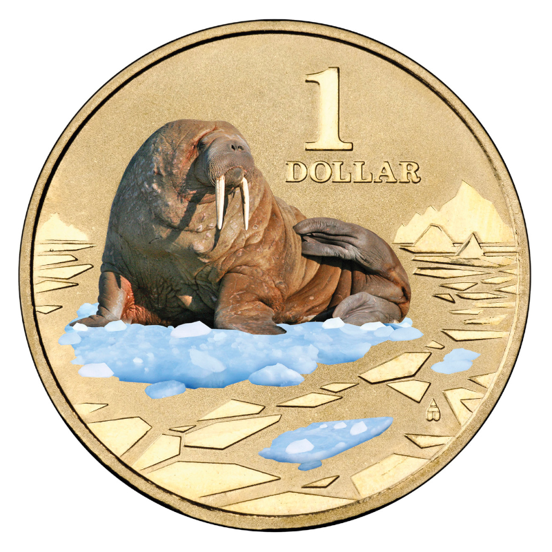 2013 $1 Uncirculated Coloured Coin: Polar Animals - "Walrus."